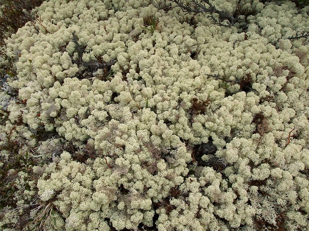 dutohlávka horská Cladonia stellaris (Opiz) Pouzar & Vězda