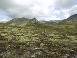 dutohlávka horská - biotop