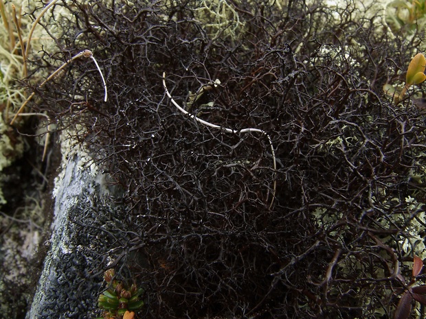hnedovlas chĺpkatý Pseudephebe pubescens (L.) M. Choisy