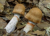 pavučinovec červenopásový