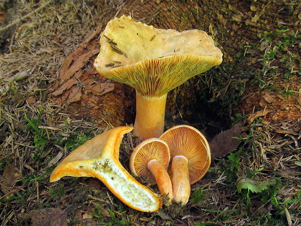 rýdzik smrekový Lactarius deterrimus Gröger