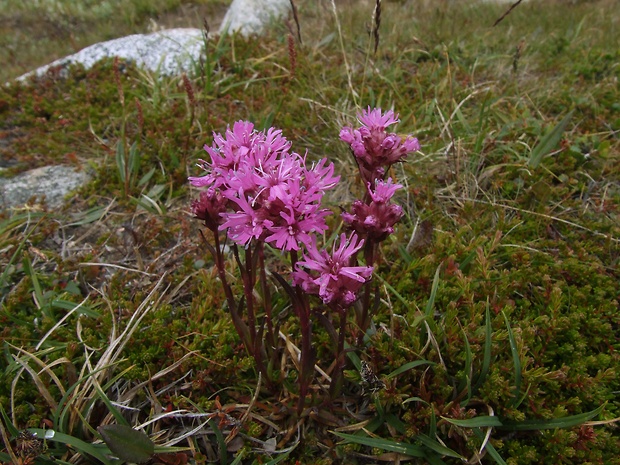 kukučka  Lychnis alpina L.