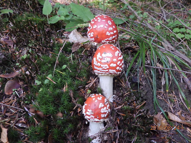 muchotrávka červená Amanita muscaria (L.) Lam.