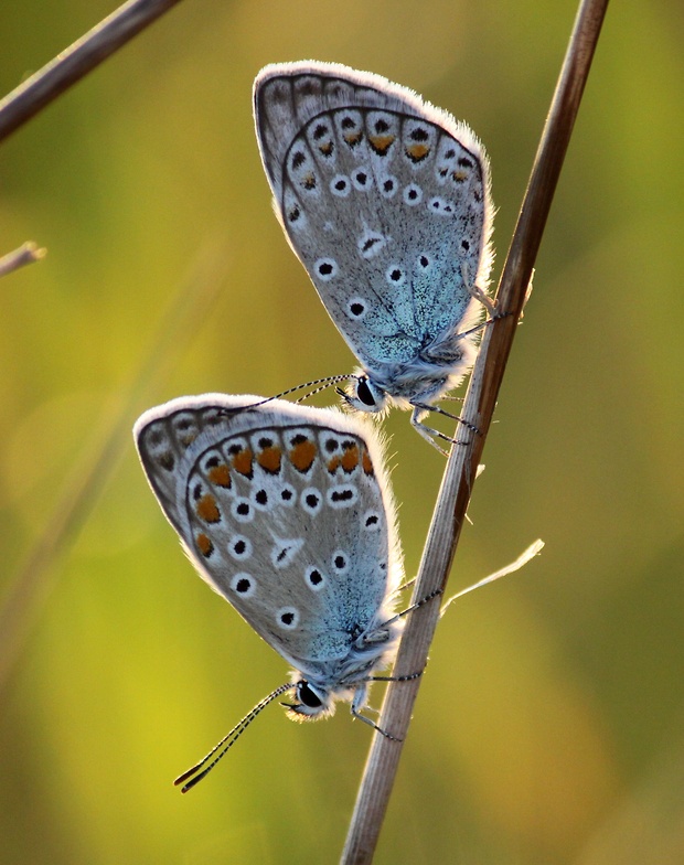 modráčik obyčajný   Polyommatus icarus