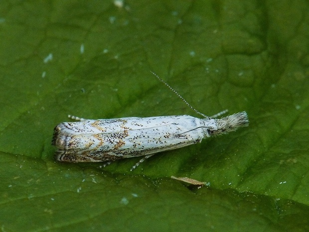 trávovec lipnicový Platytes cerussella