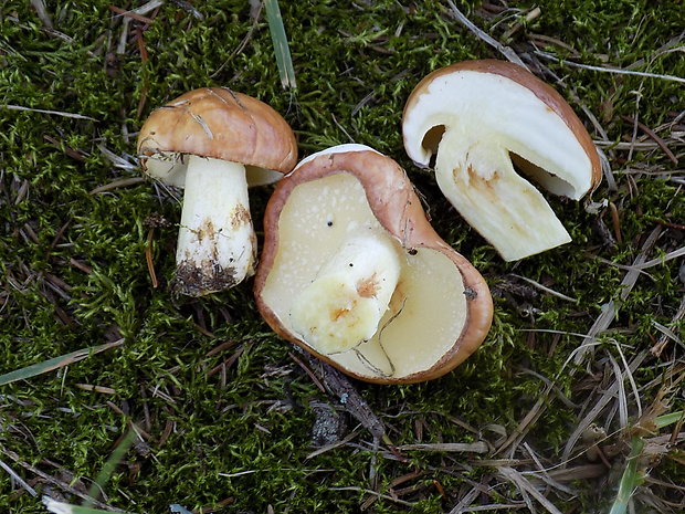 masliak zrnitý Suillus granulatus (L.) Roussel