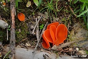 tanierovka oranžová 