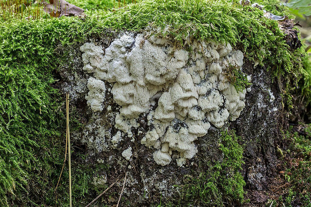 ostropórovec nížinný Oxyporus latemarginatus (Durieu & Mont.) Donk