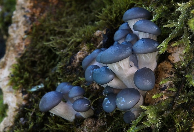 hliva ustricovitá modrastá Pleurotus columbinus Quél.