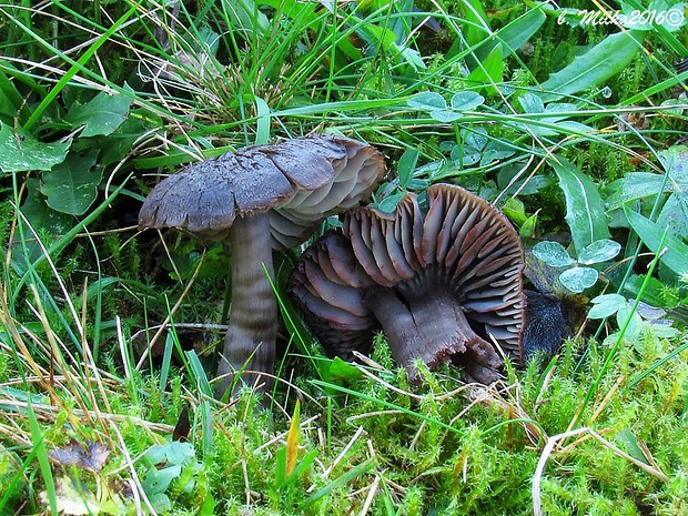 lúčnica ovčia Hygrocybe ovina (Bull.) Kühner