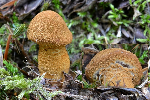 zrnivka Cystoderma sp.