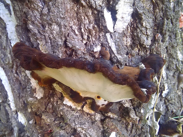 smolokôrovka Ischnoderma sp.
