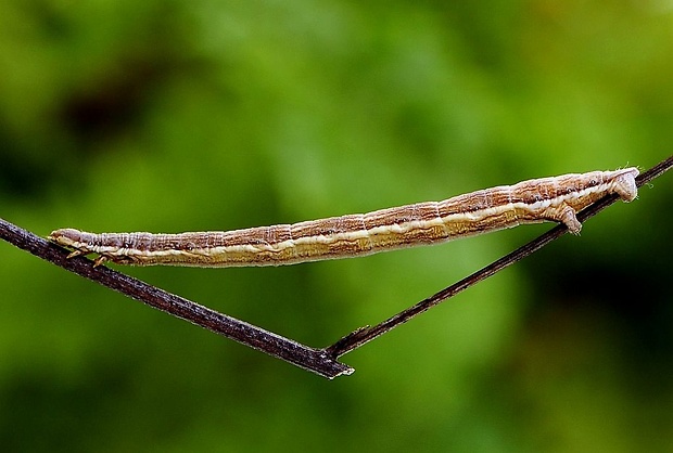 listnatka orličníková - húsenica Petrophora chlorosata