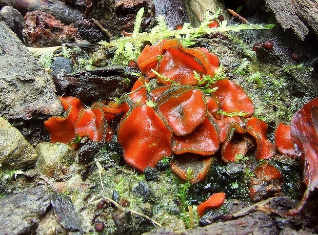 Pyronemataceae