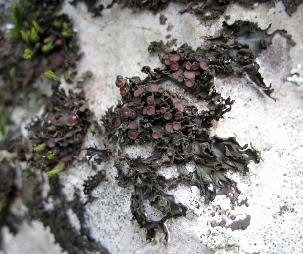 koléma hrebenatá Lathagrium cristatum (L.) Otálora, P.M. Jørg. & Wedin
