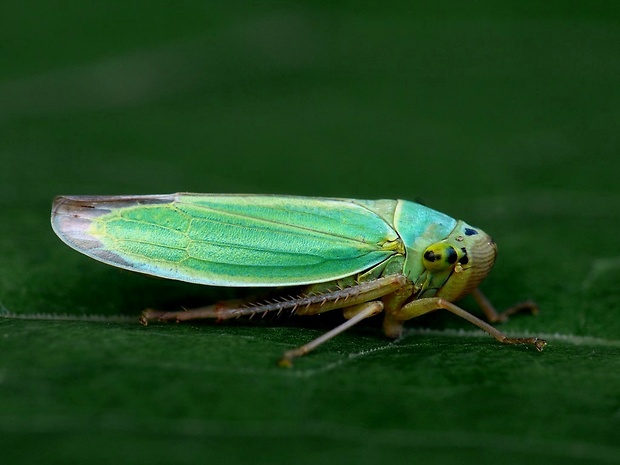 cikádka zelená (sk) / křísek zelený (cz) Cicadella viridis Linnaeus, 1758