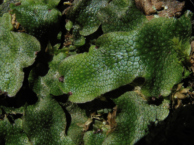 lupeňovec kužeľovitý Conocephalum conicum (L.) Cogn.