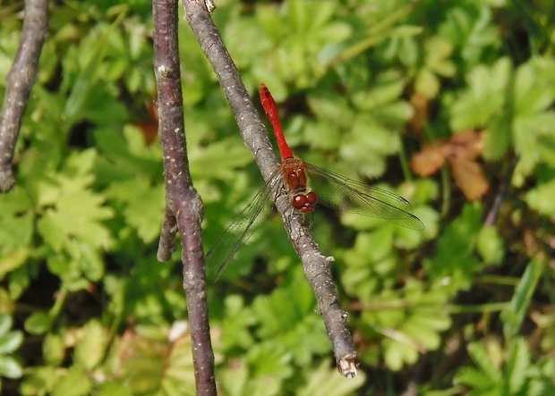vážka červená   /   vážka rudá  Sympetrum sanguineum