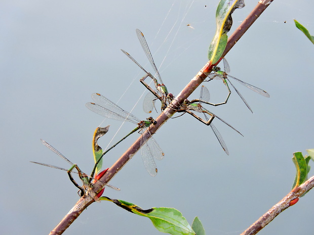 šidlovka zelená   Lestes viridis