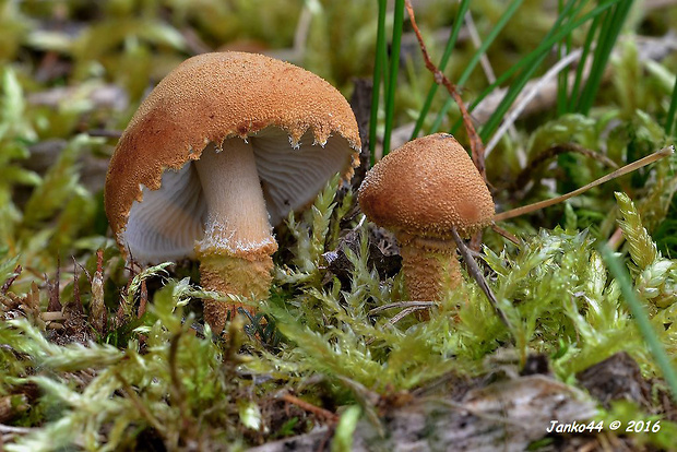 zrnivka okrová Cystoderma amianthinum (Scop.) Fayod