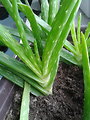 Neidentifikovaná rastlina / alebo je to Aloe Vera Barbadensis Miller?