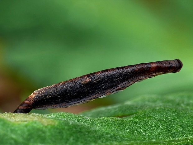 rúrkovček južný (sk) / pouzdrovníček (cz) Coleophora ditella Zeller, 1849