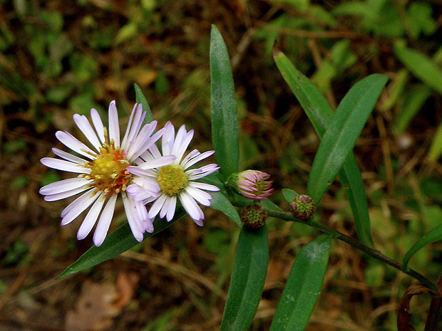astra kopijovitolistá Aster lanceolatus Willd.