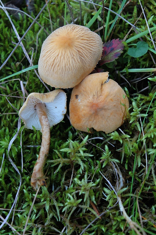 zrnivka Cystoderma sp.
