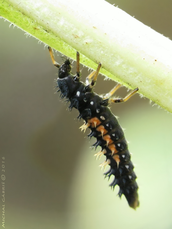 lienka / slunéčko východní (cz) - larva Harmonia axyridis Pallas, 1773