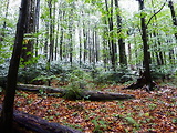 starý bukovo-jedľový les