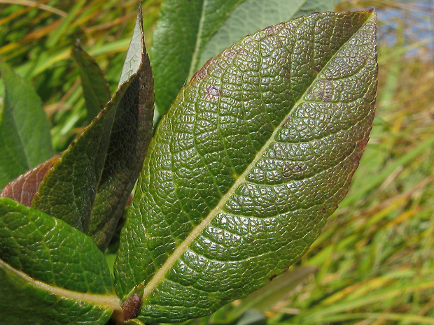 vŕba Salix x chlorophana Andersson
