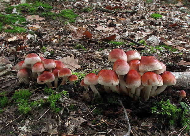 strapcovka tehlovočervená Hypholoma lateritium (Schaeff.) P. Kumm.