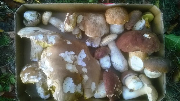 hubársky úlovok