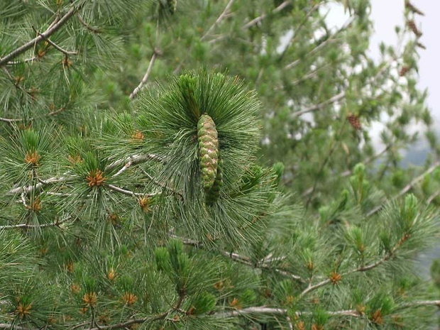 borovica balkánska Pinus peuce