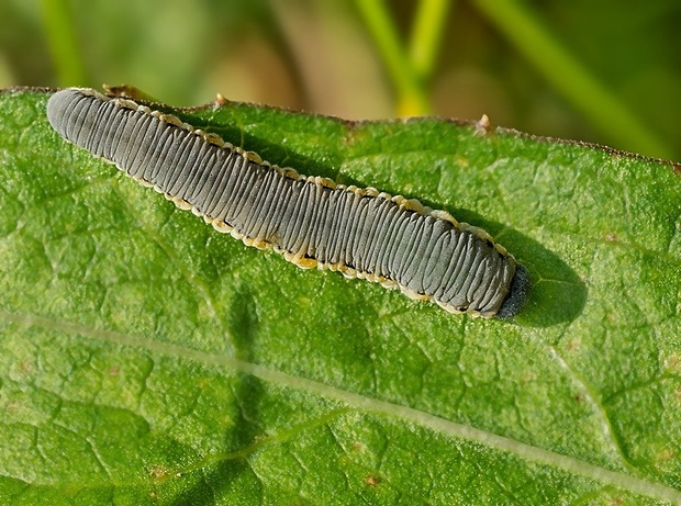 piliarka Tenthredinidae larvae