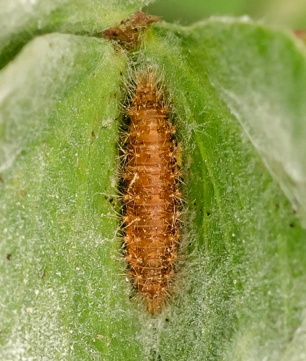 larva Dermestidae sp.