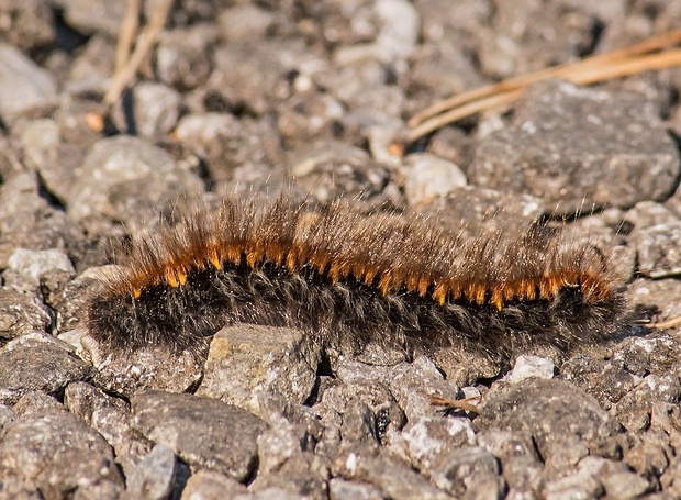 priadkovec černicový Macrothylacia rubi caterpillar
