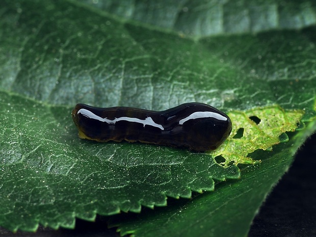 piliarka čerešňová (sk) / pilatka třešňová (cz) Caliroa cerasi Linnaeus, 1758