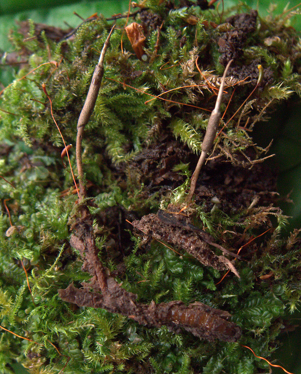žezlovka Ophiocordyceps stylophora (Berk. & Broome) G.H. Sung, J.M. Sung, Hywel-Jones & Spatafora