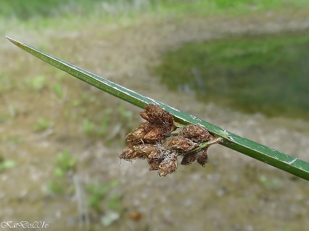 škripinec trojhranný Schoenoplectus triqueter (L.) Palla