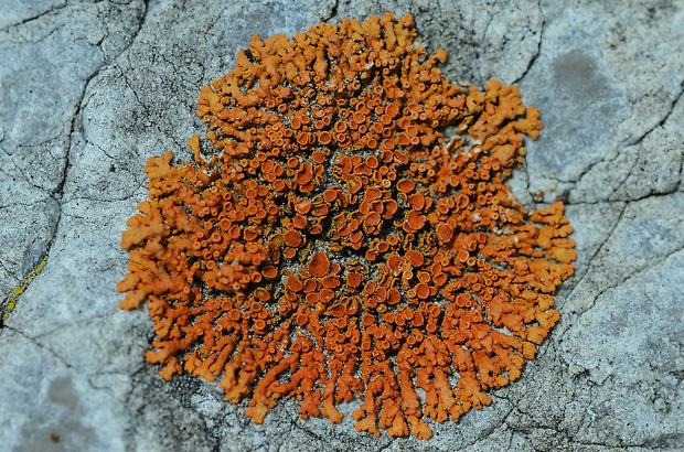 diskovník oranžový Xanthoria elegans (Link) Th. Fr.