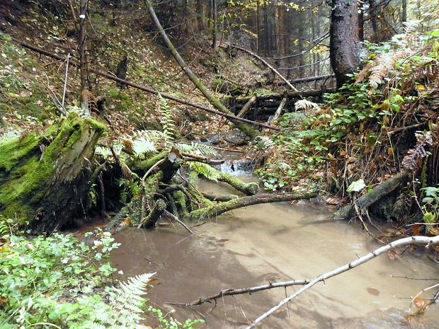 Potok v lese