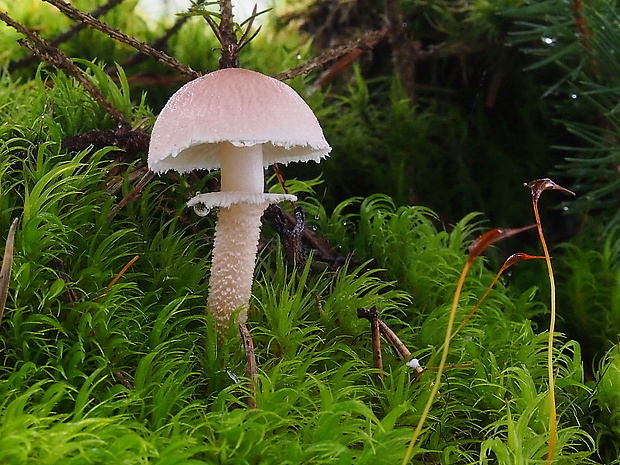 zrnivka páchnuca Cystoderma carcharias (Pers.) Fayod