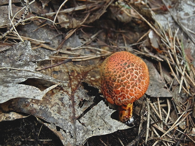pavučinovec červenošupinatý Cortinarius bolaris (Pers.) Fr.