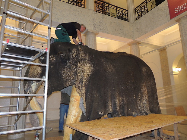 preparace slona indického