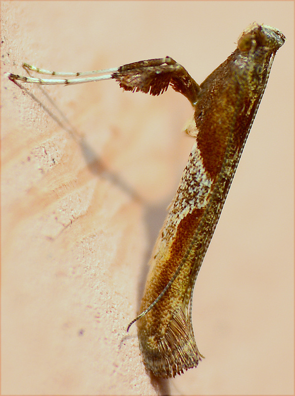 psotka Friebergova Caloptilia fribergensis  Gracillariidae