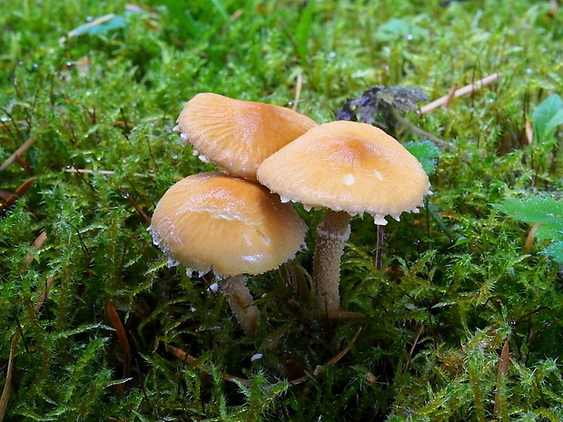 zrnivka okrová Cystoderma amianthinum (Scop.) Fayod