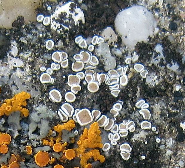 lekanora roztrúsená Myriolecis dispersa (Pers.) Śliwa, Zhao Xin & Lumbsch