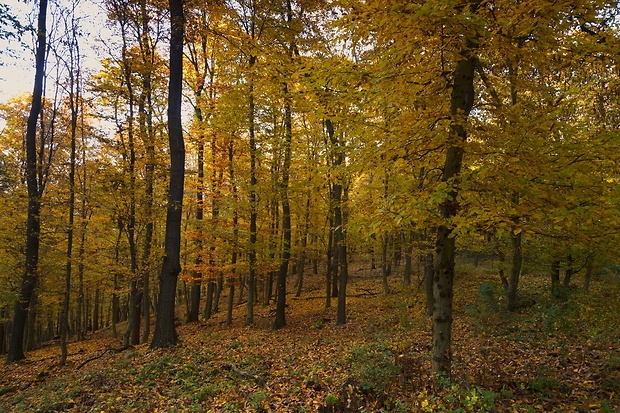 jeseň v lese