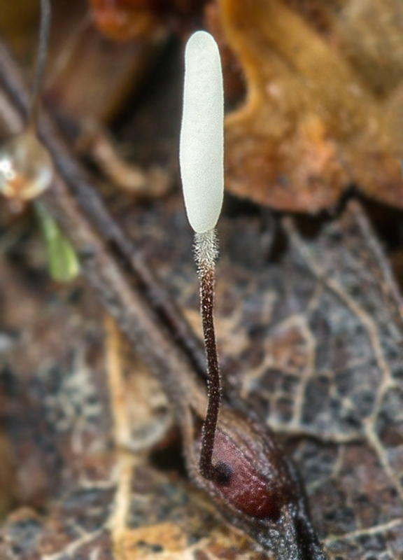 pálkovka červenohlúbiková Typhula cf. erythropus (Pers.) Fr.